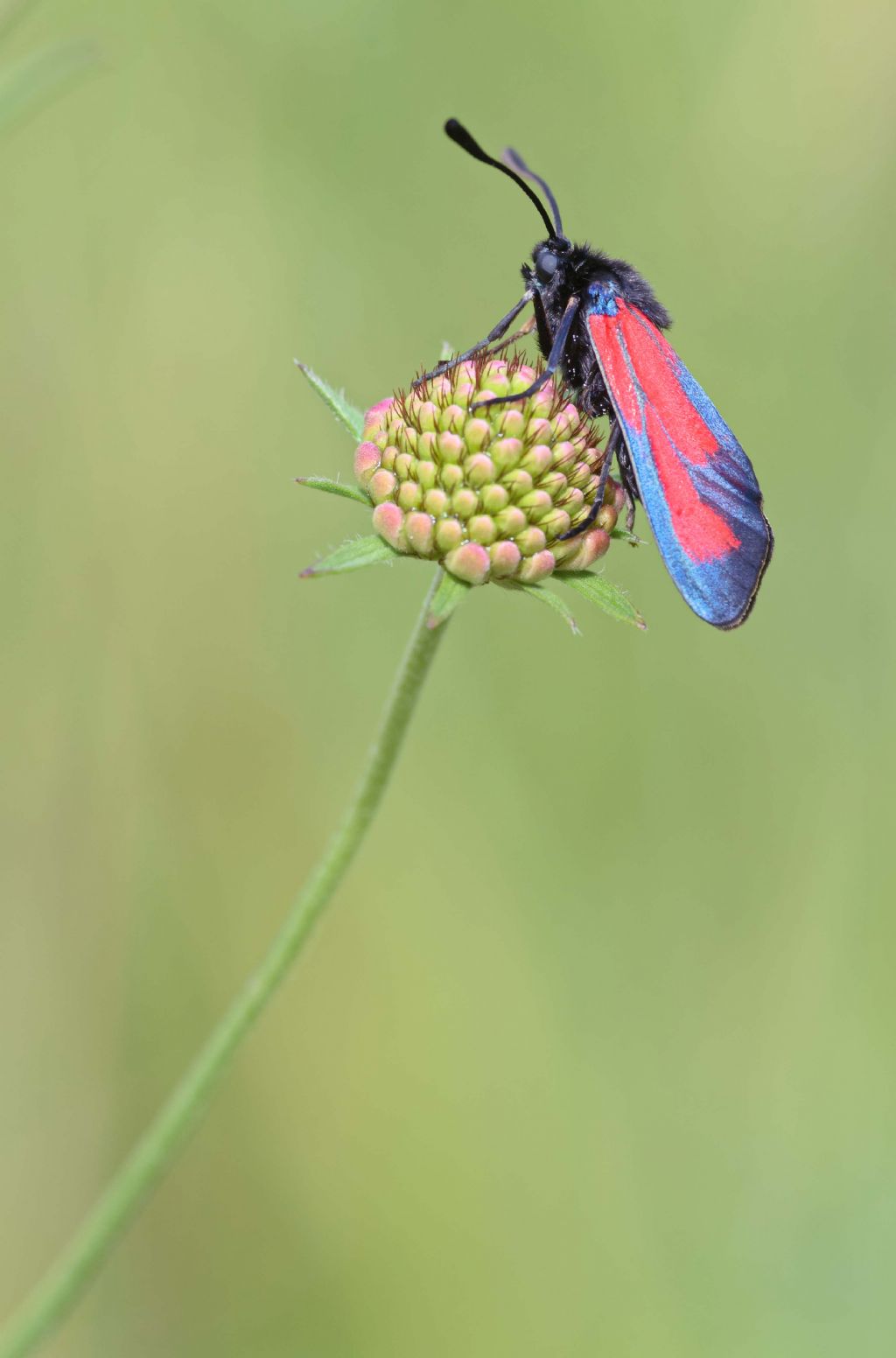 Conferma Zygaena erythrus